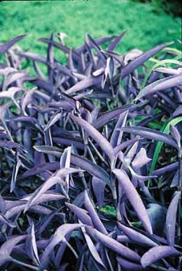 Tradeskantia_(=Setcreasea)_pallida.jpg (20910 bytes)