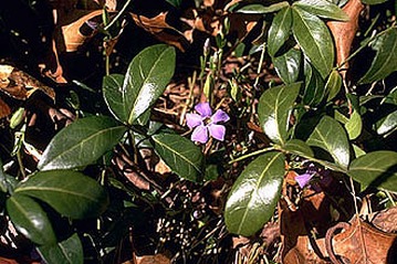 Vinca_minor.jpg (53560 bytes)