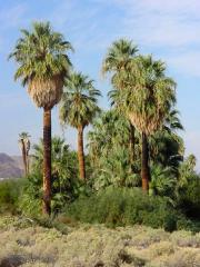 Washingtonia_filifera.jpg (11773 bytes)