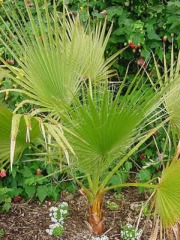 Washingtonia_filifera2.jpg (39961 bytes)