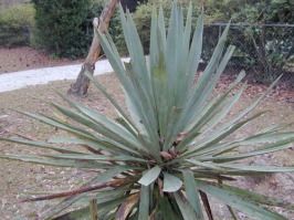 Yucca_aloifolia.jpg (238561 bytes)