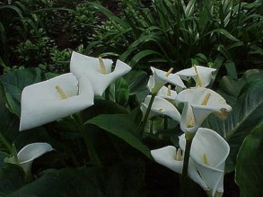 Zanthedeschia_aethiopica2.jpg (34017 bytes)