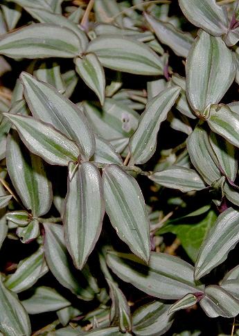 Zebrina_pendula.jpg (41650 bytes)