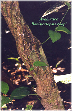 Ayahuasca-001.jpg (82287 bytes)