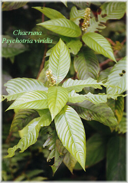 Chacruna-001.jpg (70202 bytes)