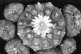 Peyote2.bmp (238214 bytes)