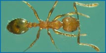 vaaraosipelgas