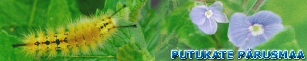 Putukate prusmaa